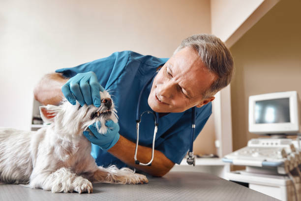 Best Pediatric Emergency Dentist in Frankfort, OH